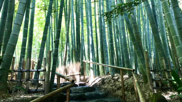 OPPO - las bambusowy